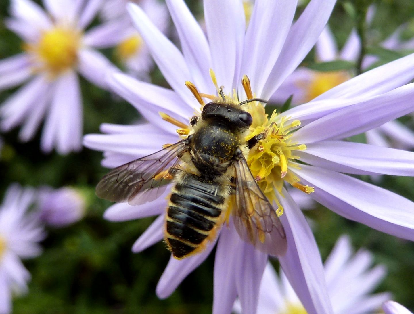 Megachile cfr. centuncularis, Apidae Megachilinae